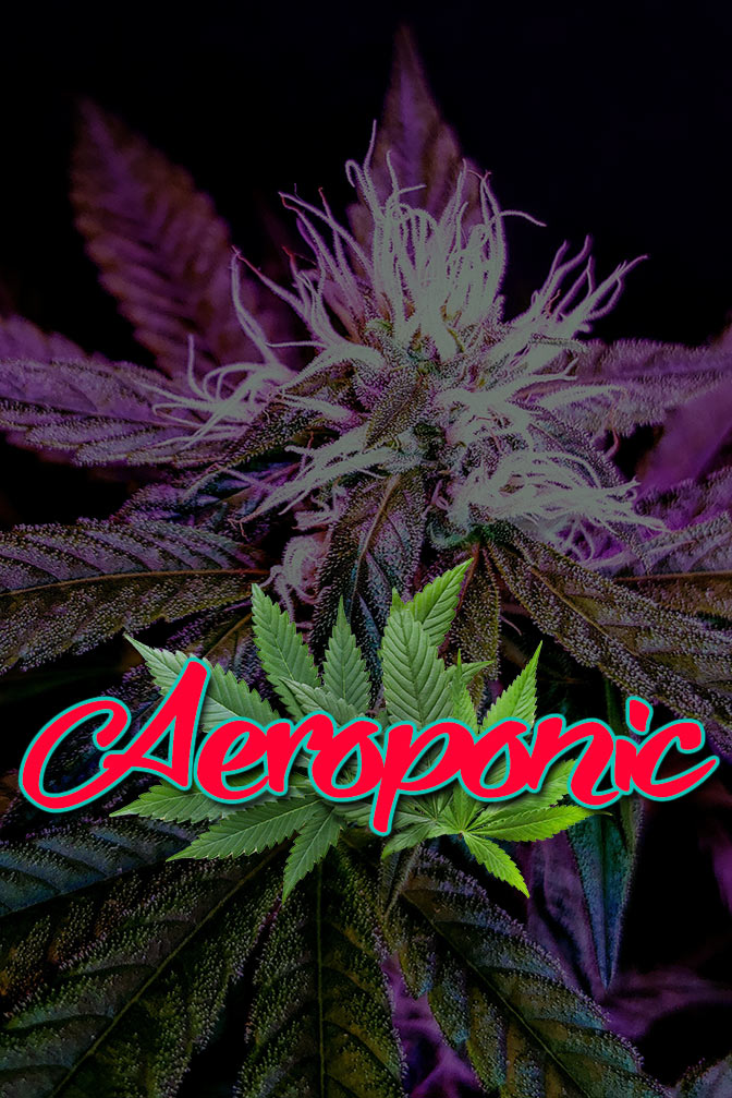 Cannabis Lexikon Begriff: "Aeroponic" Bild