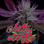 Cannabis Lexikon Begriff: "Aktivstoffe" Bild