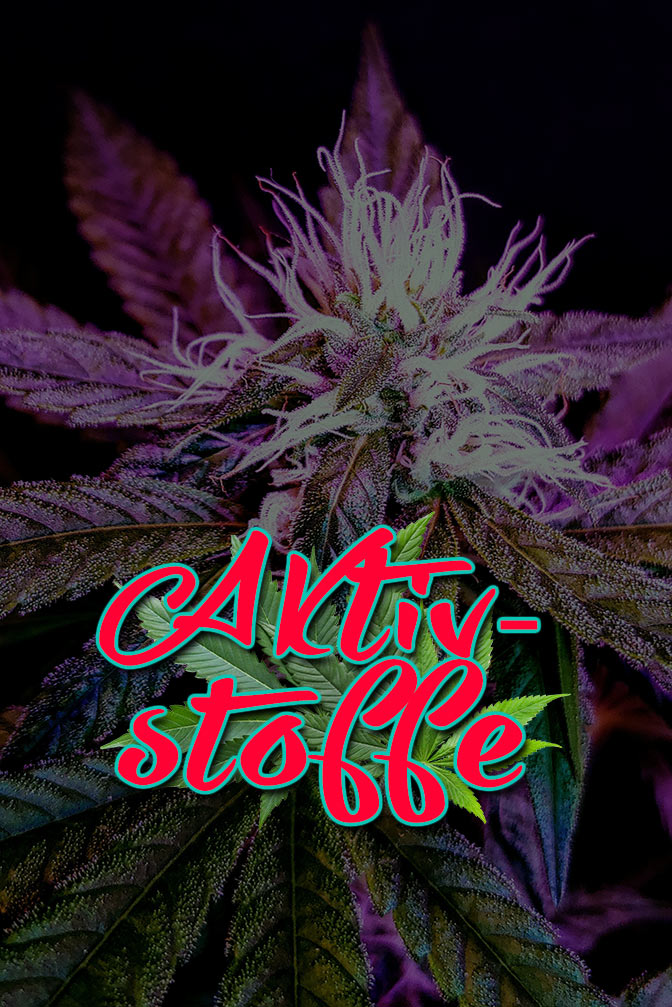 Cannabis Lexikon Begriff: "Aktivstoffe" Bild