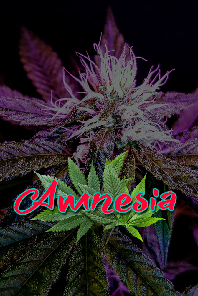 Cannabis Lexikon Begriff: "Amnesia" Bild