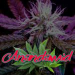Cannabis Lexikon Begriff: "Anandamid" Bild