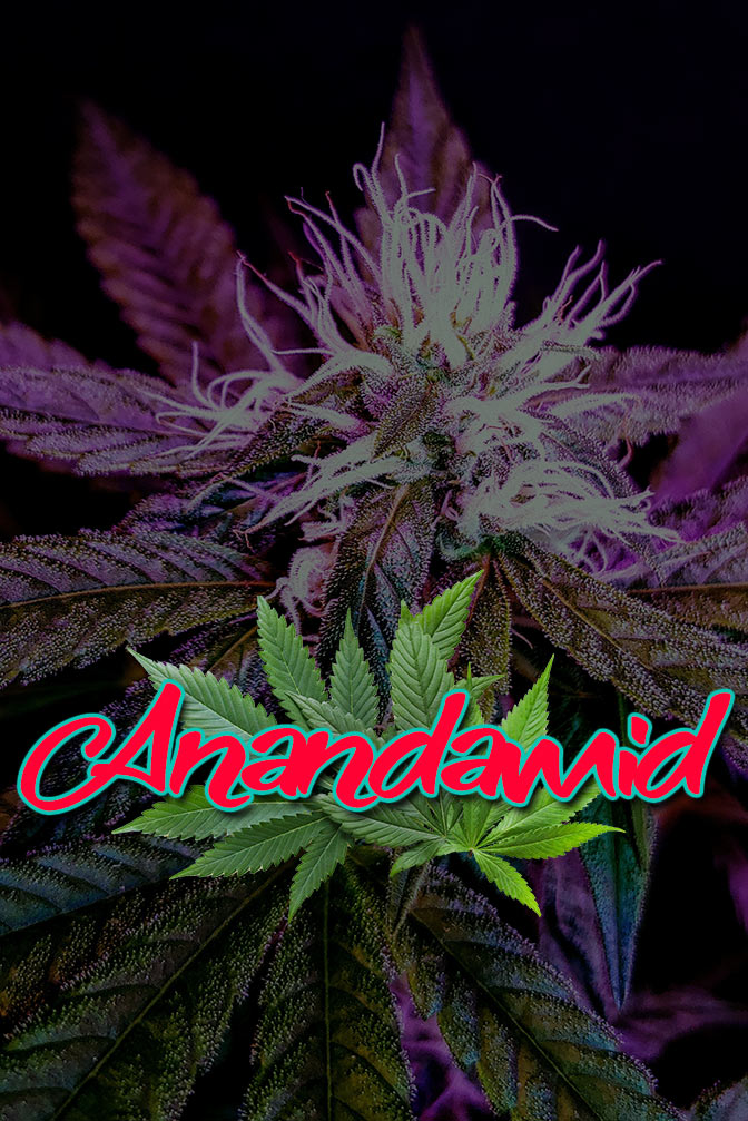 Cannabis Lexikon Begriff: "Anandamid" Bild