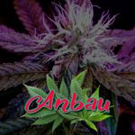 Cannabis Lexikon Begriff: "Anbau" Bild