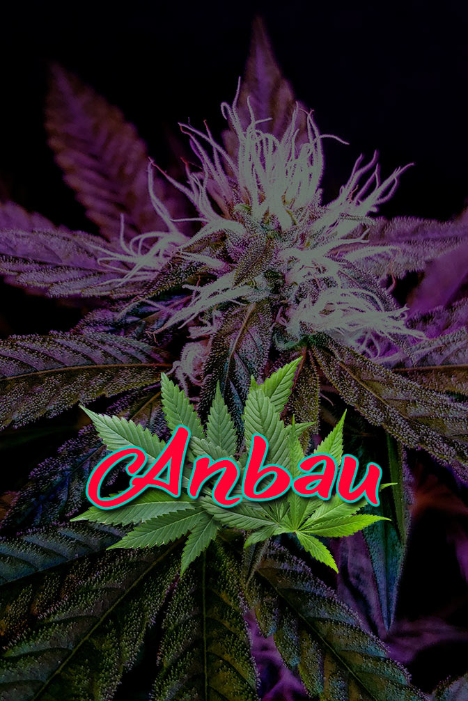 Cannabis Lexikon Begriff: "Anbau" Bild