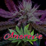 Cannabis Lexikon Begriff: "Anorexie" Bild