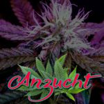 Cannabis Lexikon Begriff: "Anzucht" Bild
