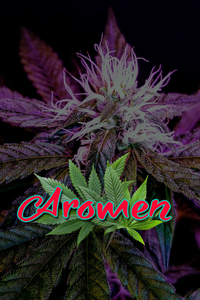 Cannabis Lexikon Begriff: "Aromen" Bild