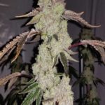 Cannabis Sorte Banana Kush