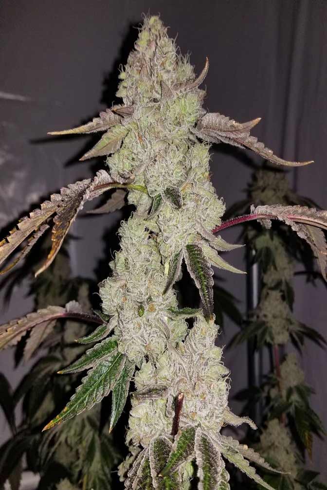 Cannabis Sorte Banana Kush