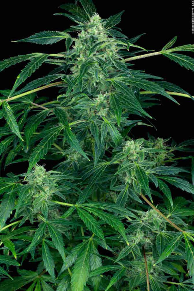 Cannabis Sorte Big Jack