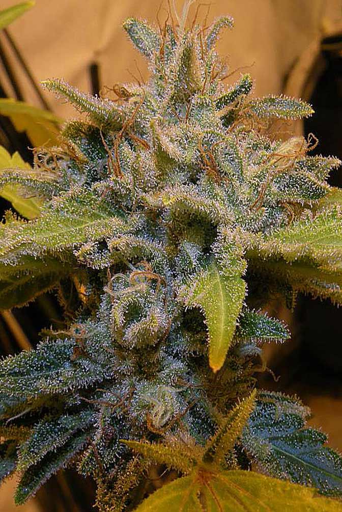 Cannabis Sorte Black Domina