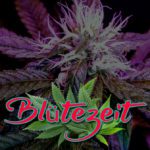 Cannabis Lexikon Begriff: "Autoflowering" Bild