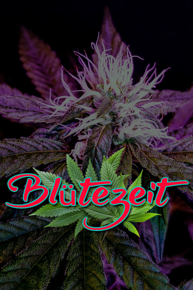 Cannabis Lexikon Begriff: "Autoflowering" Bild