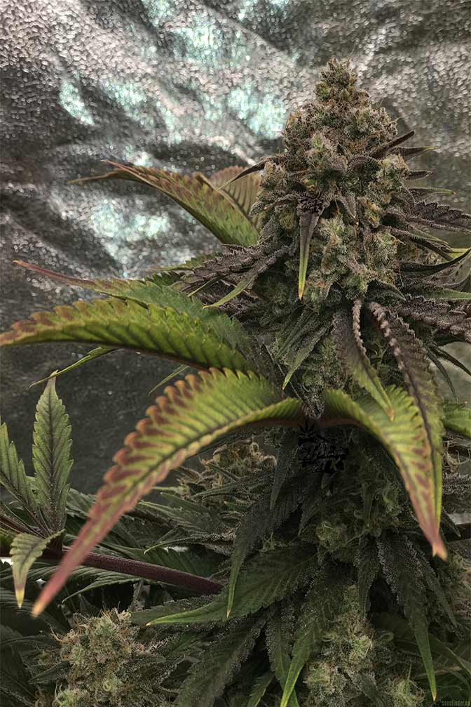 Cannabis Sorte Bruce Banner