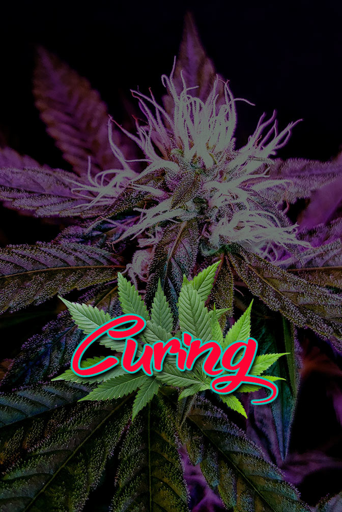 Cannabis Lexikon Begriff: "Curing" Bild
