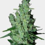Cannabis Sorte Super Silver Haze