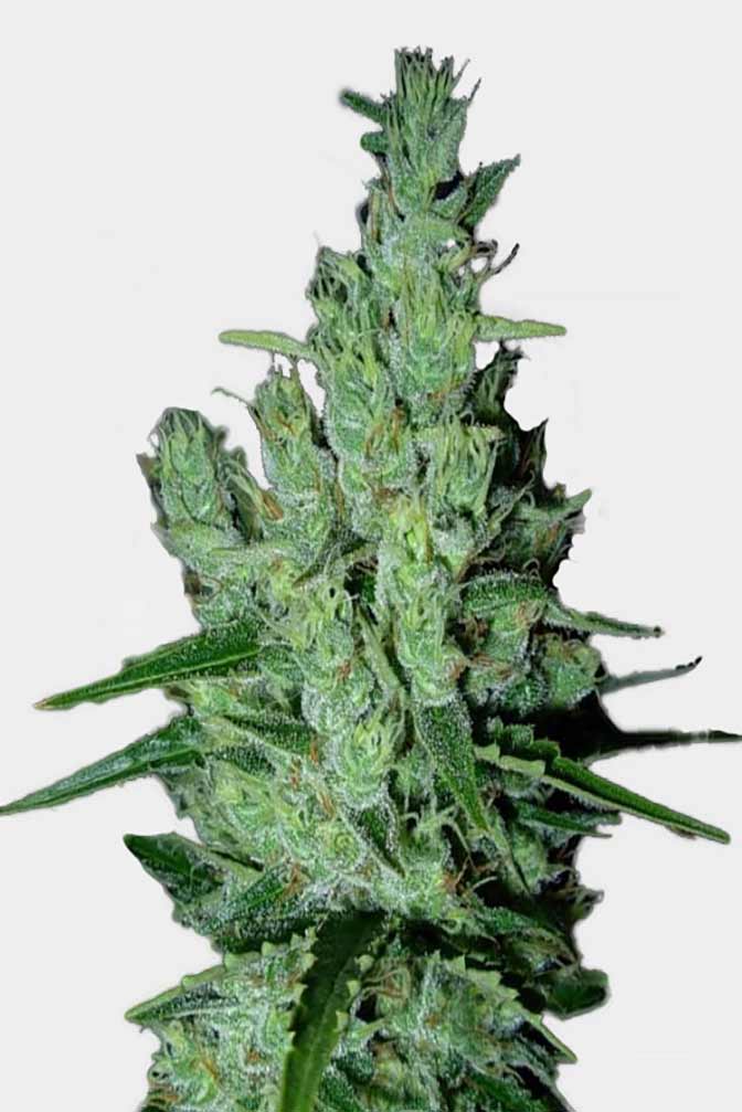 Cannabis Sorte Super Silver Haze