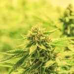 Cannabis Sorte Big Buddy Cheese