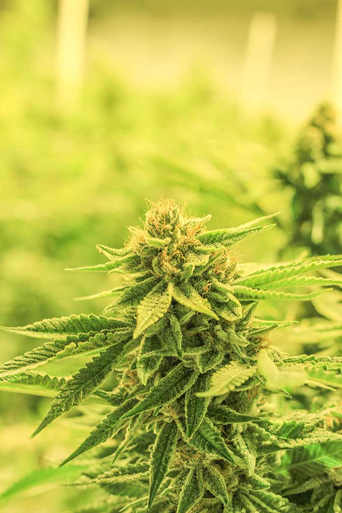 Cannabis Sorte Big Buddy Cheese