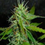 Jack Herer Cannabis Sorte