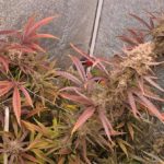 Cannabis Sorte Super Lemon Haze