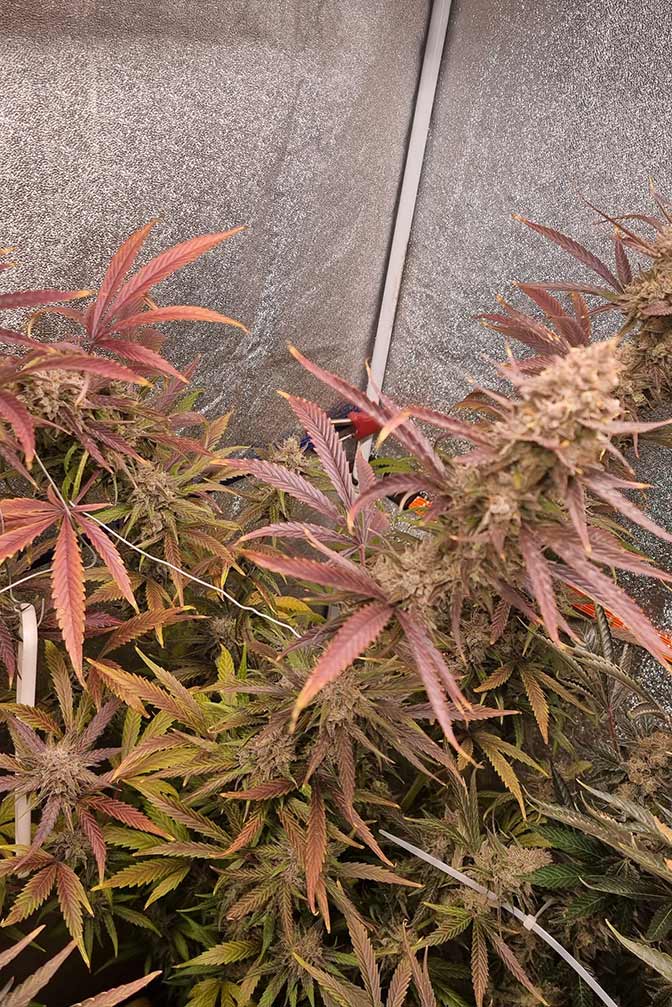 Cannabis Sorte Super Lemon Haze