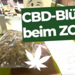CBD-Blüten über die Grenze bringen - Zoll und deutsche Bürokratie!