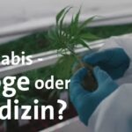 Ist Cannabis eine gefährliche Droge oder ein gutes Heilmittel? | Gesundheit | BR