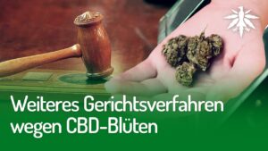 Weiteres Gerichtsverfahren wegen CBD-Blüten | DHV-News #248