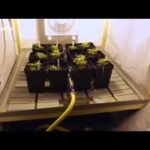 ZDF Kultur "Rauschgift" Cannabis Dokumentation