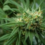 Cannabis CBD Artikelbild 16