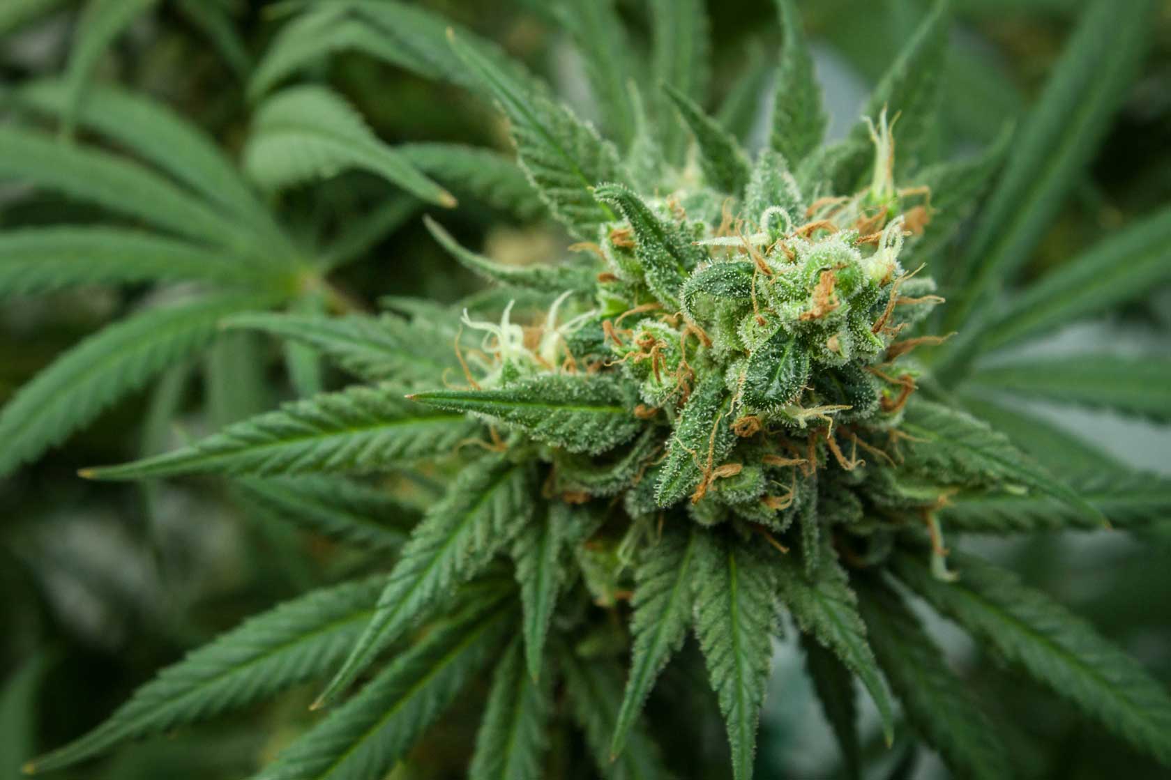 Cannabis CBD Artikelbild 16