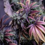Cannabis CBD Artikelbild 17
