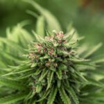 Cannabis CBD Artikelbild 18