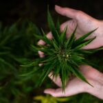 Cannabis CBD Artikelbild 19