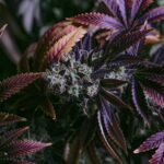 Cannabis CBD Artikelbild 20