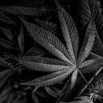 Cannabis CBD Artikelbild 6