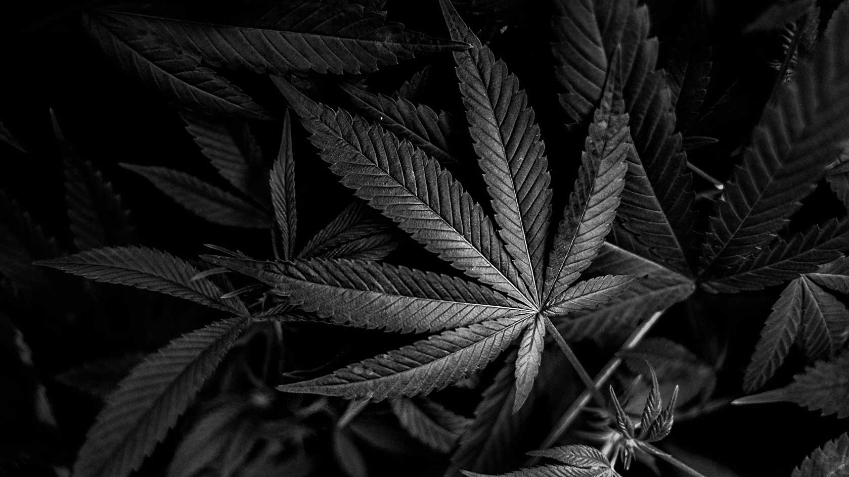 Cannabis CBD Artikelbild 6