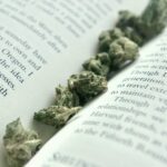 Cannabis CBD Artikelbild 7