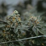 Cannabis CBD Artikelbild 8