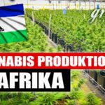 Wie wird CANNABIS in Lesotho PRODUZIERT ?| GreenConnection m...