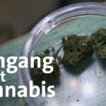 Gesundheit und Prävention: Cannabis-Konsum nach der Teil-Leg...