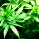 Cannabis Anbau Doku - Der Marihuana Boom