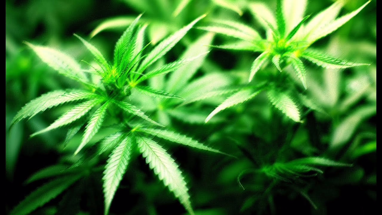 Cannabis Anbau Doku - Der Marihuana Boom
