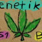 Cannabis Genetik (F1, S1, BX1, IX, Outcross)  #aufklärung #d...