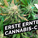 Cannabis Social Club: Einfach legal Kiffen? | Y-Kollektiv