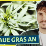 Selbstexperiment Cannabis Anbau: Wie funktioniert’s und was ...